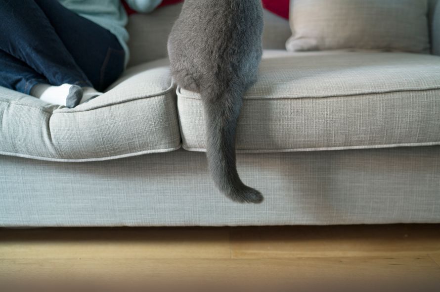 Battersea dogs home indoor hot sale cats